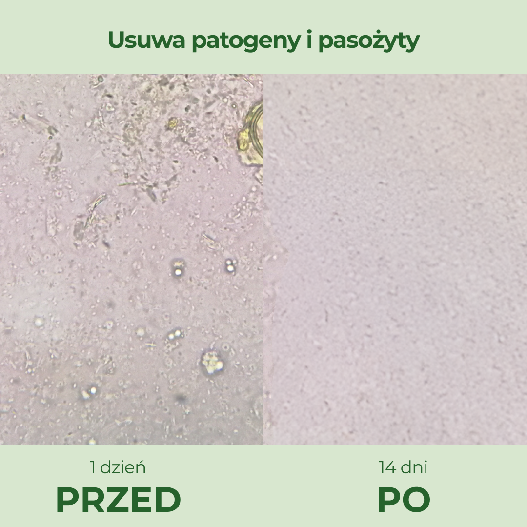 OregaPlus - kapsułki